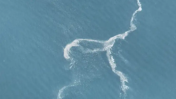 Müsilaj yeniden ortaya çıktı