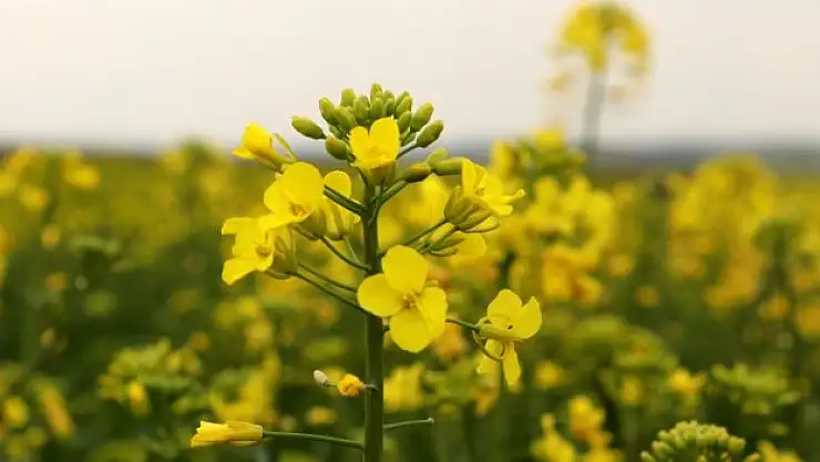Kanola kente güzellik katıyor