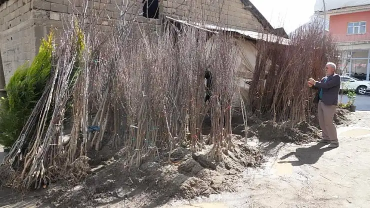 Meyve fidanları satışa çıktı