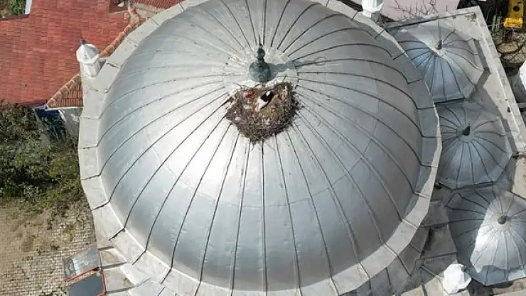 10 yıldır aynı kubbeye yuva yapıyor