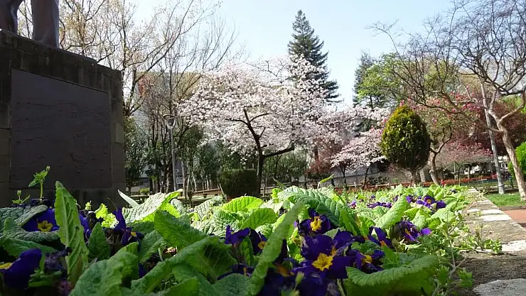 Havalar ısınıyor polen alerjisine dikkat