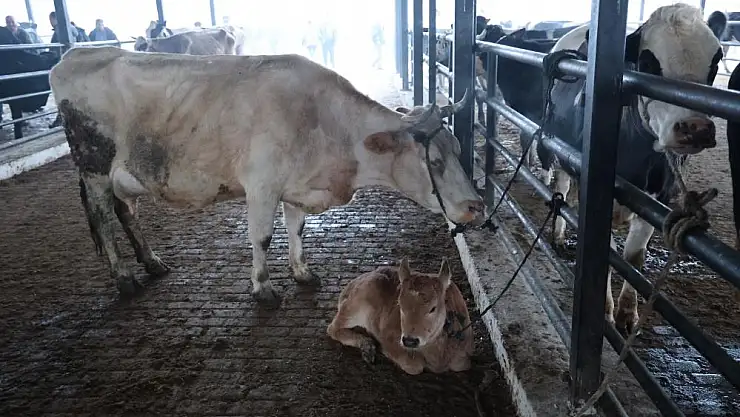 Doğal ve sağlıklı yaşam kıymetlendi