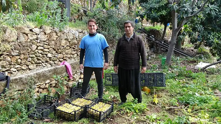 Muşmula hasadı başladı