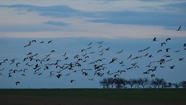 Leylekler, Tuz Gölü'nü mesken tuttu