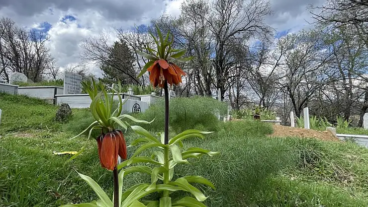 Baharın müjdecisi ters laleler açtı