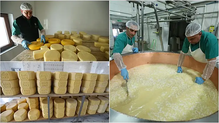 Kars'ta yılda 680 bin ton süt işleniyor