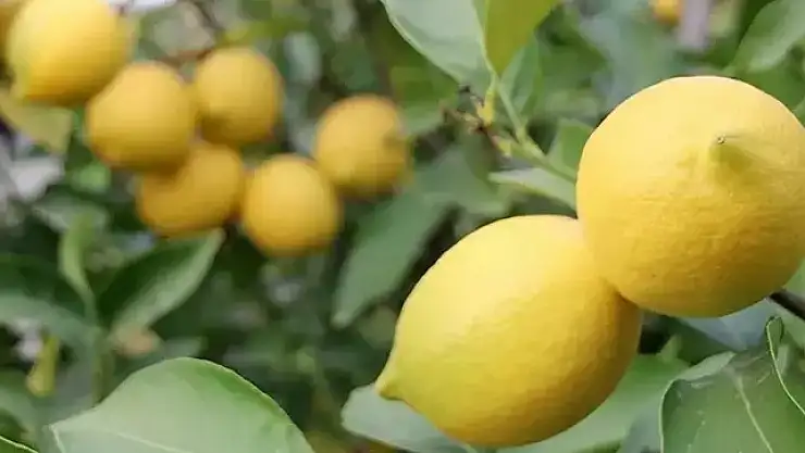 Limon ihracatındaki kısıtlama kaldırıldı