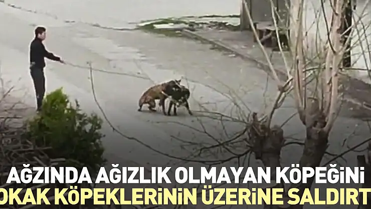 Ağzında ağızlık olmayan köpeğini, sokak köpeklerinin üzerine saldırttı