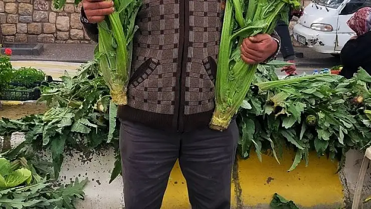 Aydın'da enginar sezonu