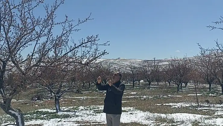 Sivas'ta don kayısıyı vurdu