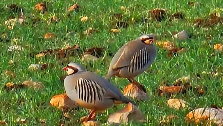 'Yabani yaşamın keyfini de yaşayacaklar'