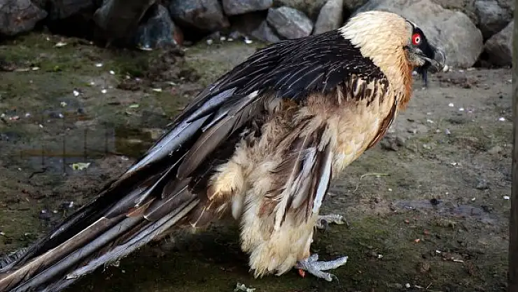 Bir kanadı eksik, umudu tam