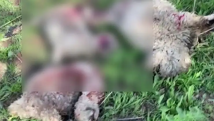 Kurtlar sürüye saldırdı