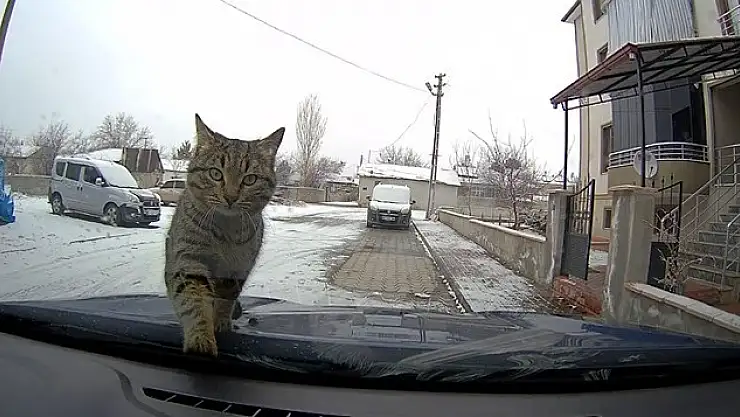 Sevimli kedi araç kamerasında