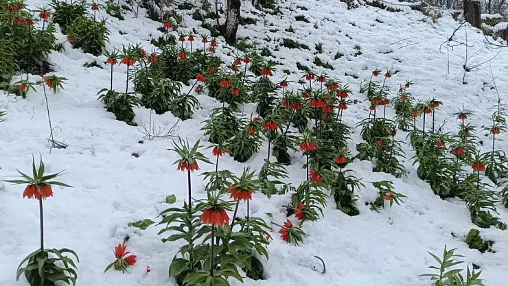 Baharın müjdecisi kar altında kaldı
