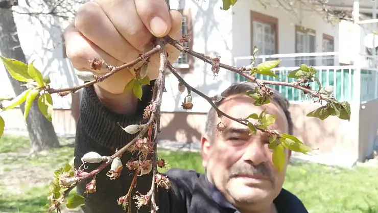 Kayısının başkentinde zarar büyük