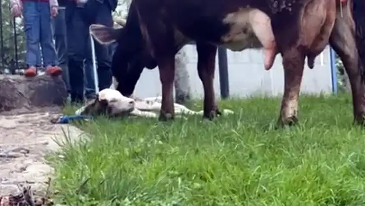 Belediye Çalışanlarından Hamile İneğe müdahale