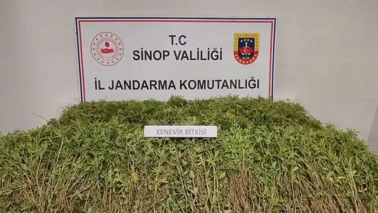 'Geçen yıl izinle ektim, bu sene kendiliğinden çıktı'