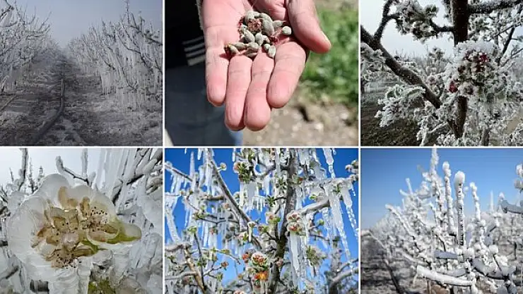 Zirai don yaklaşık yüzde 30 kayıpla hafif atlatıldı