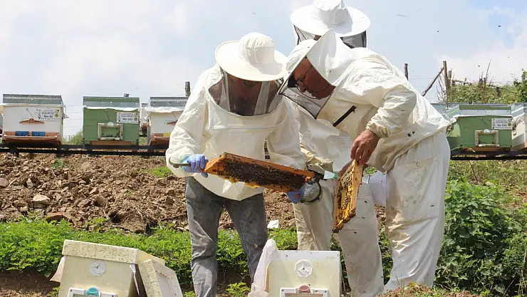 Zirai don ağzımızın tadını kaçıracak bal üretimi