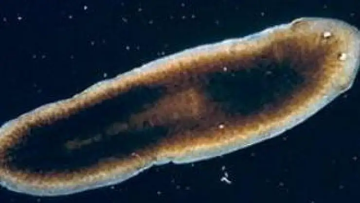 Ölümsüzlük bulundu