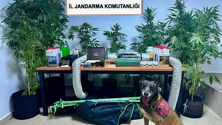 Gardıropta uyuşturucu yetiştiriyordu yakalandı