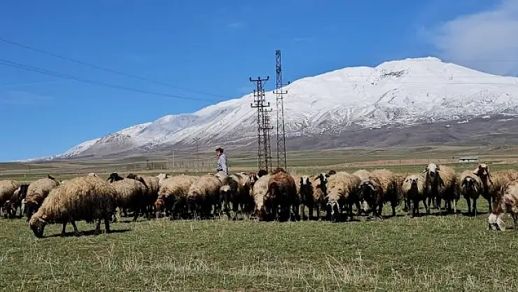 Besiciler hayvanlarını meraya saldı