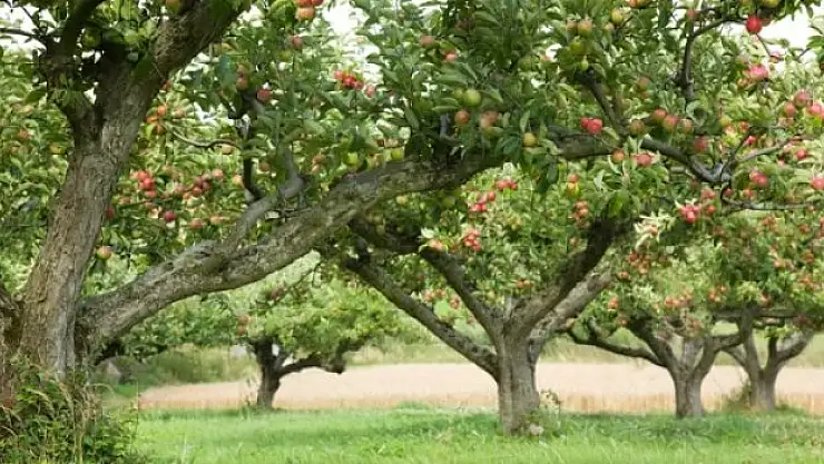 Psikiyatri hastalarından meyve bahçesi