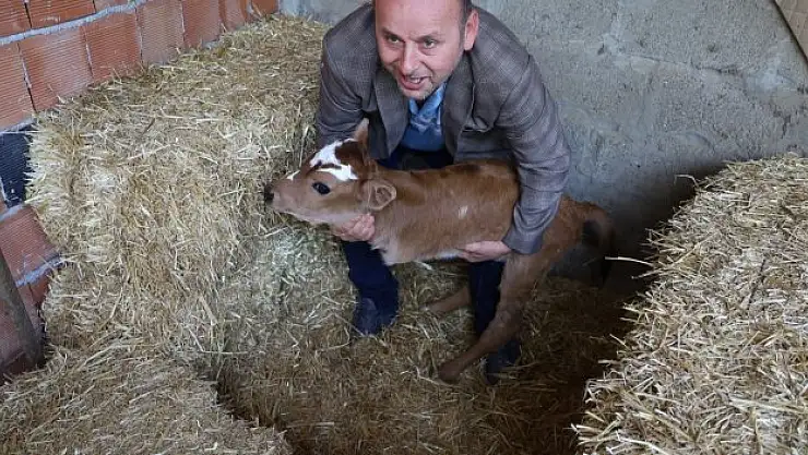 Ön ayakları olmayan buzağı dünyaya geldi