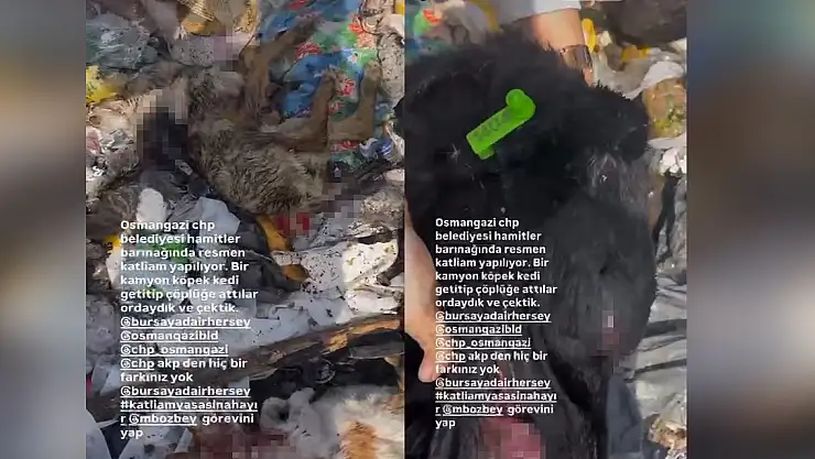 Hayvan katliamı kenti ayağa kaldırdı