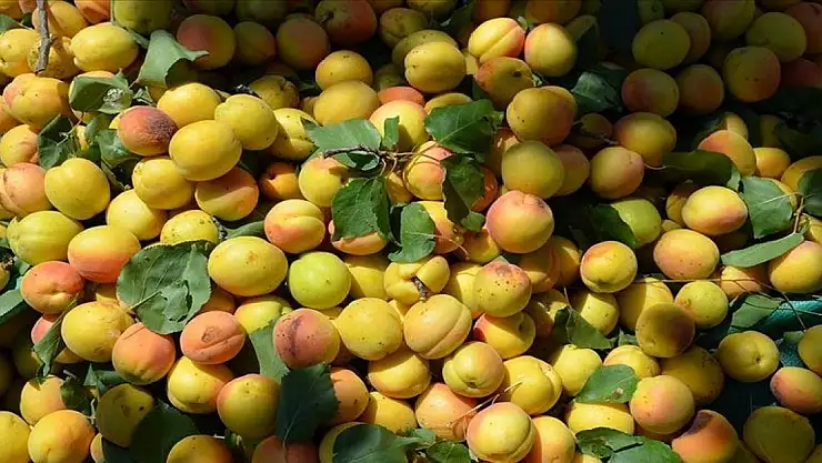 Kayısıda 5 yılda 329,3 milyon dolarlık ihracat