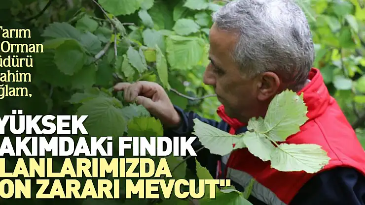 'Yüksek rakımdaki fındık alanlarımızda don zararı mevcut'