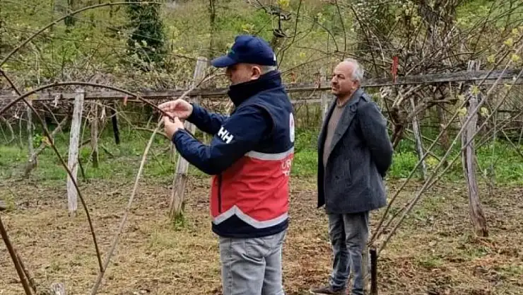 Zirai don sonrası tek tek incelendi, durum kritik