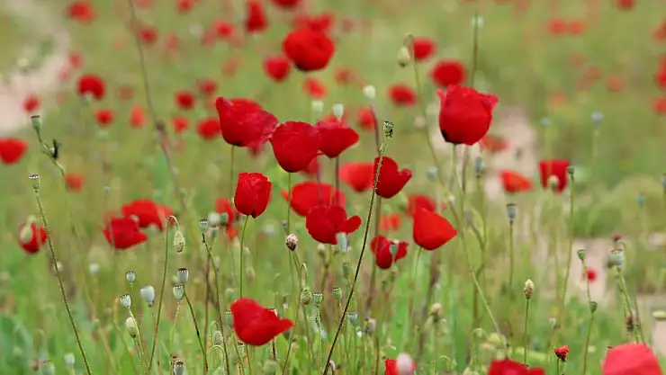 Yağışların ardından bahçeler kırmızıya boyandı