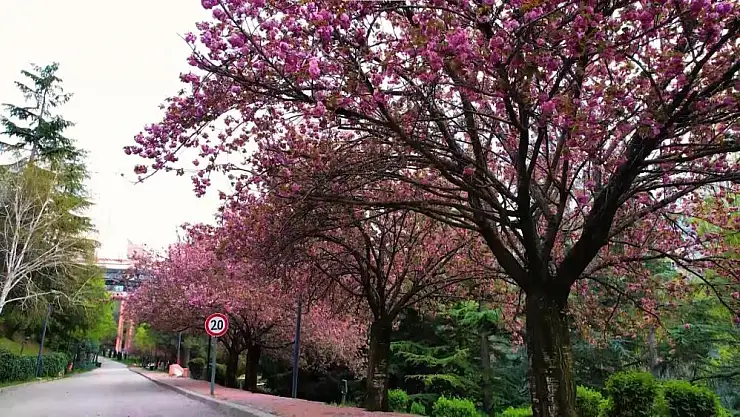 Türk-Japon dostluğunun simgesine ilgi büyük