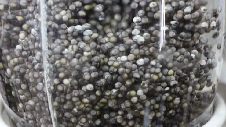 'Siyah inci'nin kilosu 2 bin dolar