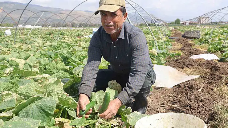 Bereketli salatalık hasadı başladı