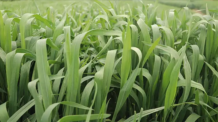Tekirdağ'da yerli buğday