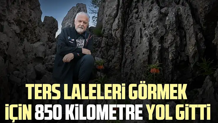 Ters laleleri görmek için 850 kilometre yol gitti