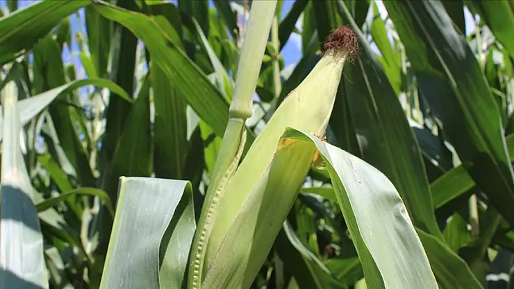 Mısırda yeni kontenjan