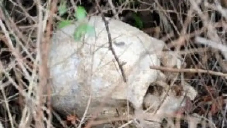 Topraktan şehit kemikleri fışkırdı