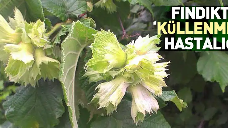 Fındıkta 'küllenme' hastalığı
