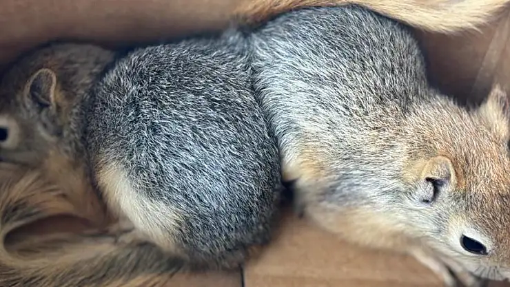 Sincap satışına 30 bin TL ceza