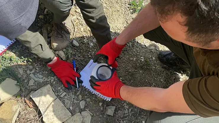 Çam kabuk böceği ile mücadele