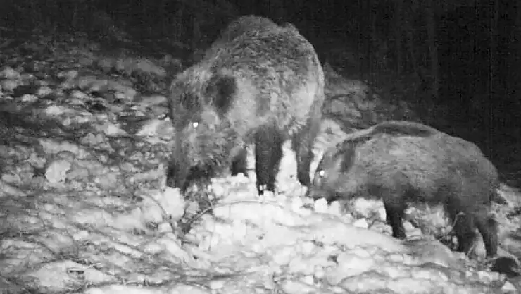 3 bin 368 adet av pulu satıldı