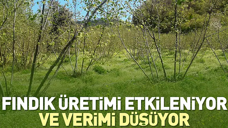 Fındık üretimi etkileniyor ve verimi düşüyor