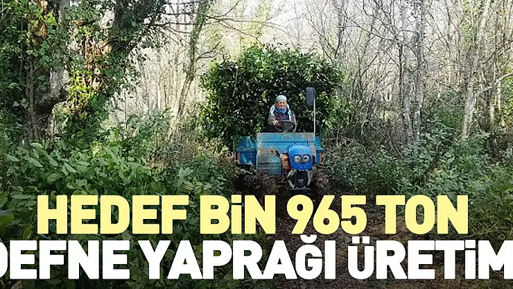 Hedef bin 965 ton defne yaprağı üretimi