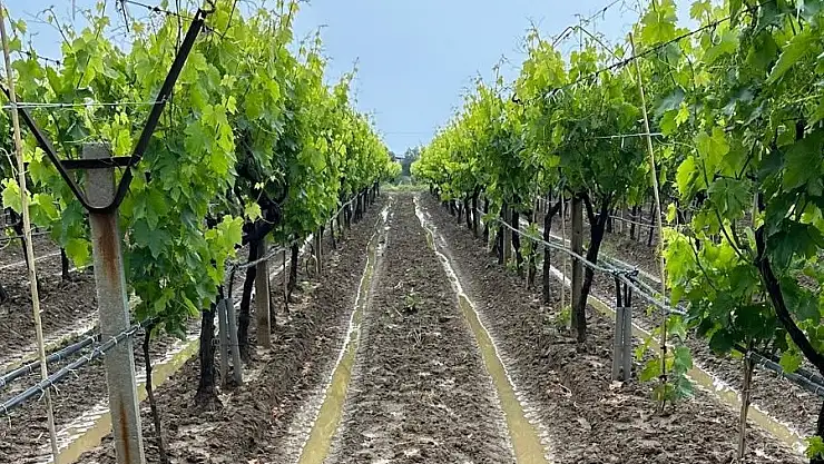 Külleme ve mildiyö hastalığı uyarısı