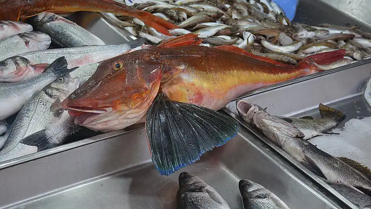 5 kiloluk kırlangıç balığı yakalandı