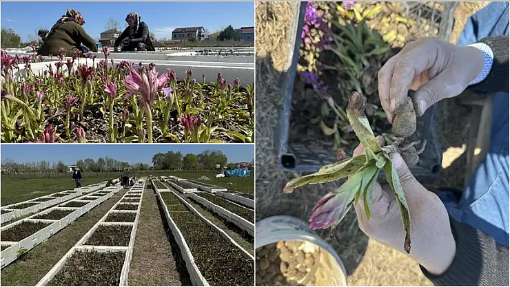 Salep orkidesinde hasat mesaisi